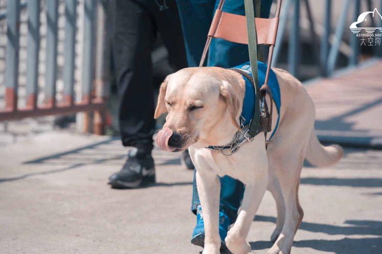 “盲人帶導盲犬入住酒店遭拒” 涉事景區(qū)和酒店致歉